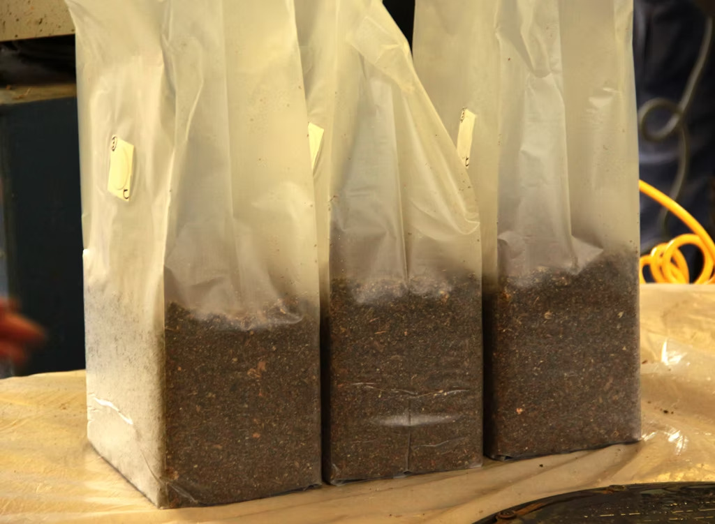 RE:ARTHが起こすきのこ革命：コーヒーかすから生まれる新しい循環