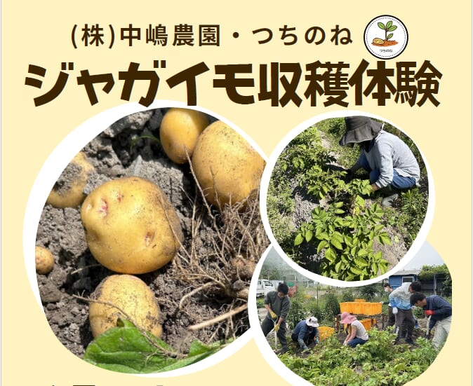 【6月14日開催！】ジャガイモ収穫体験